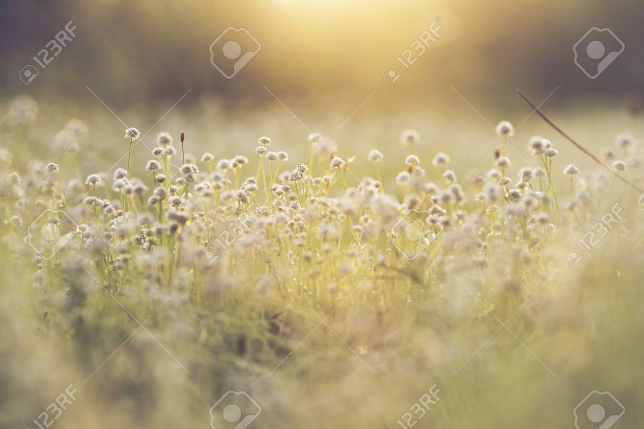 Beautiful Flower Of Tropical Forest The Nature Image Use For