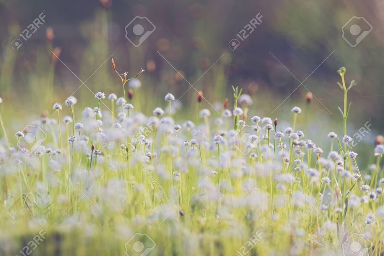 Beautiful Flower Of Tropical Forest The Nature Image Use For
