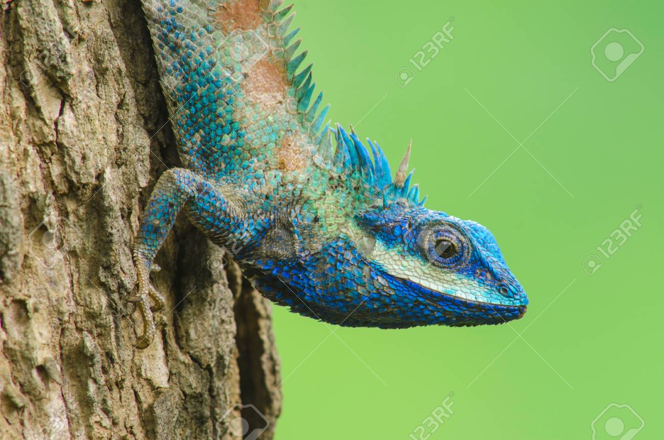 blue lizard reptile