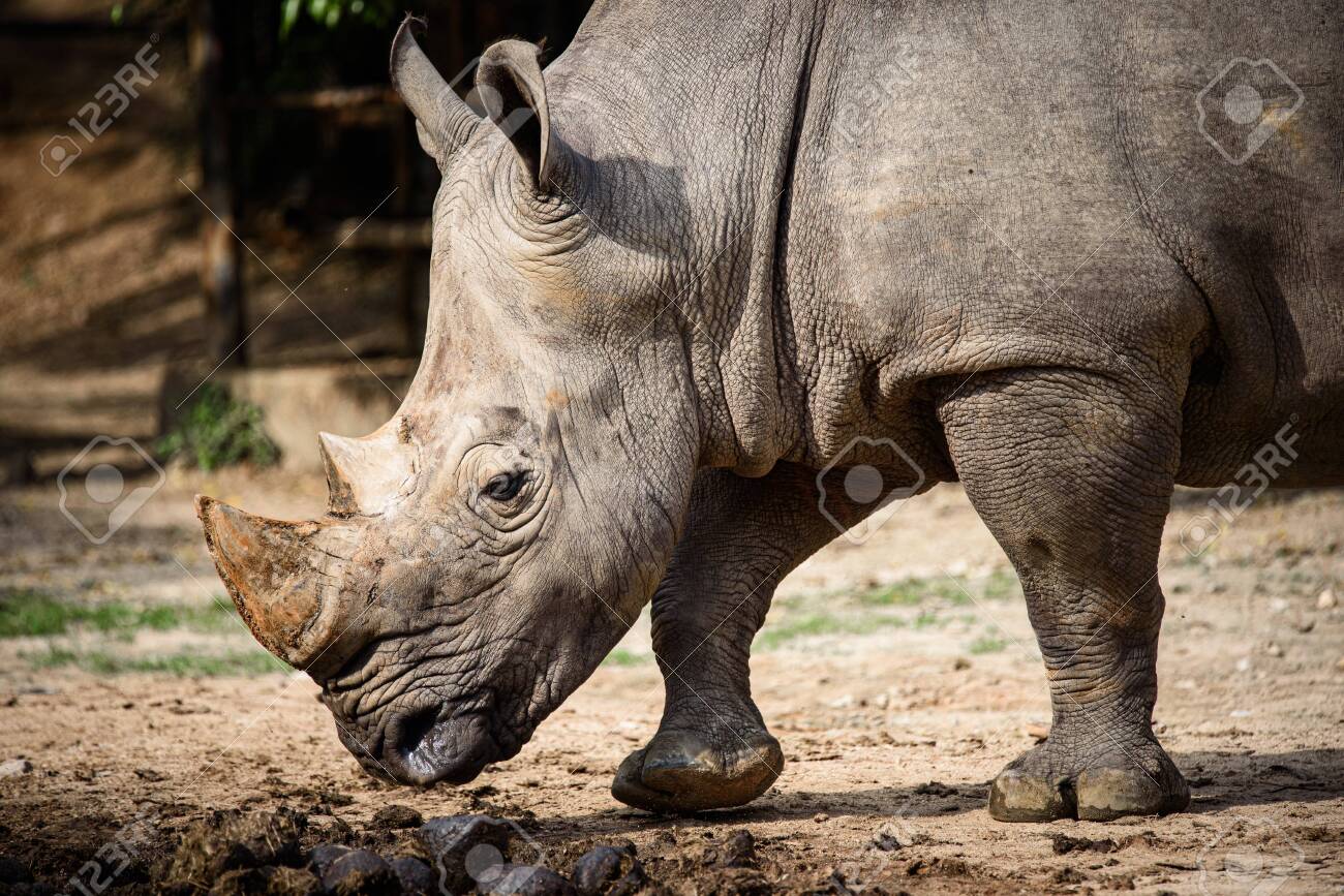 Rhino Nose Horn Isolated On Transparent Background, Rhino Horn, Wildlife,  Rhino PNG Transparent Image and Clipart for Free Download, image size:1300x867