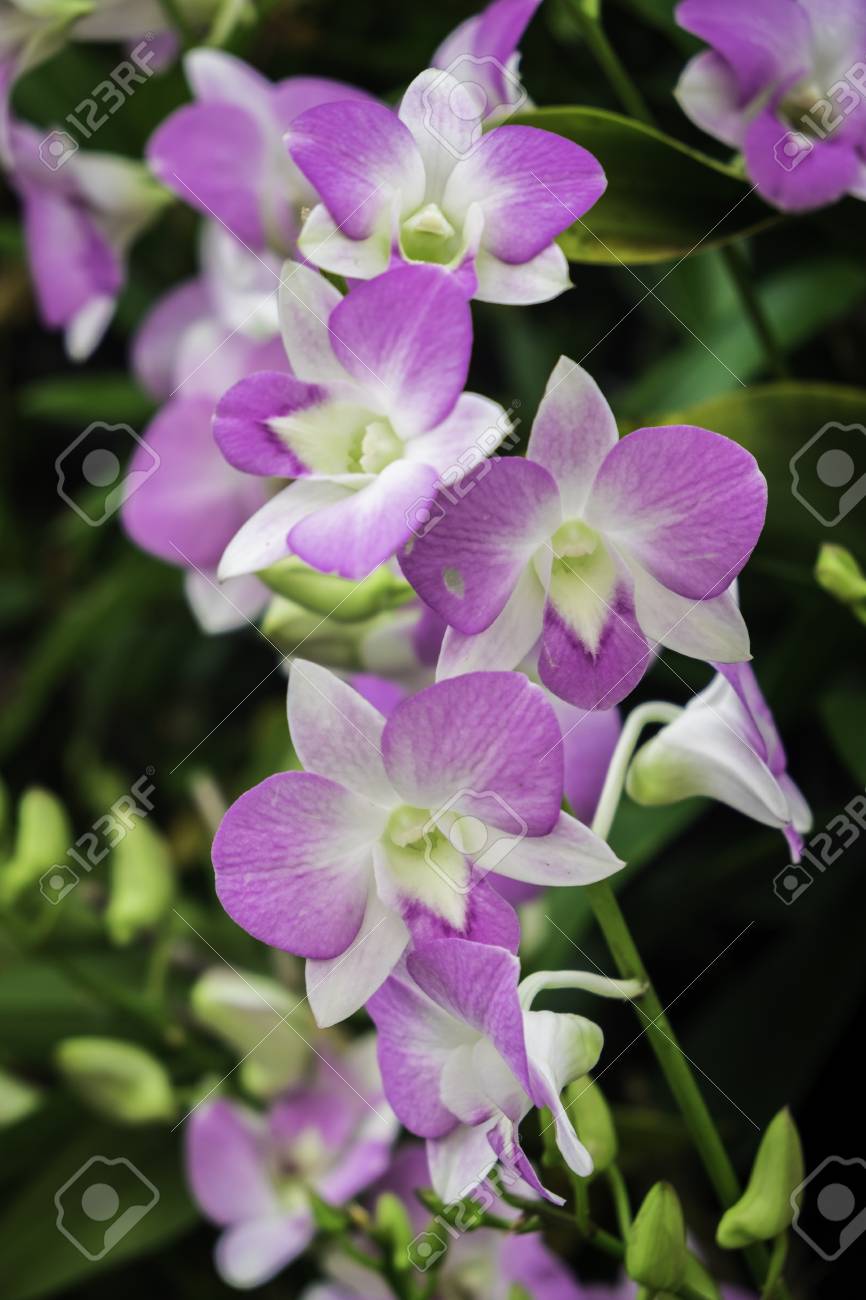 close up beautiful pink and purple orchid flower tree blooming stock photo picture and royalty free image image 69302125 close up beautiful pink and purple orchid flower tree blooming