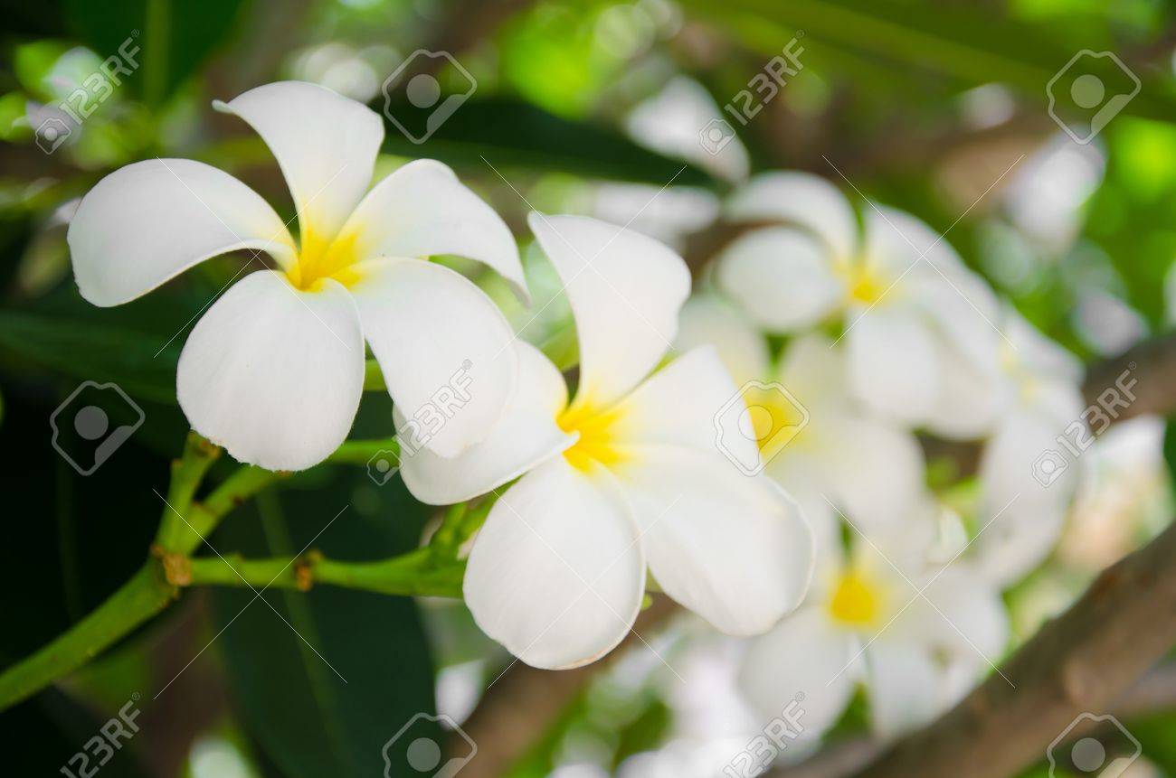 白いプルメリアの花は 5 枚の花弁 の写真素材 画像素材 Image