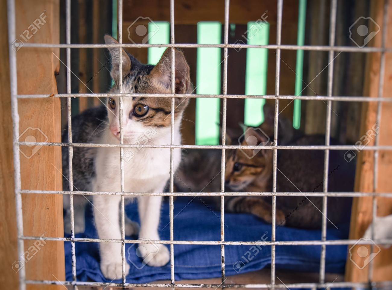 etiam-dictum-ipsum-a-felis