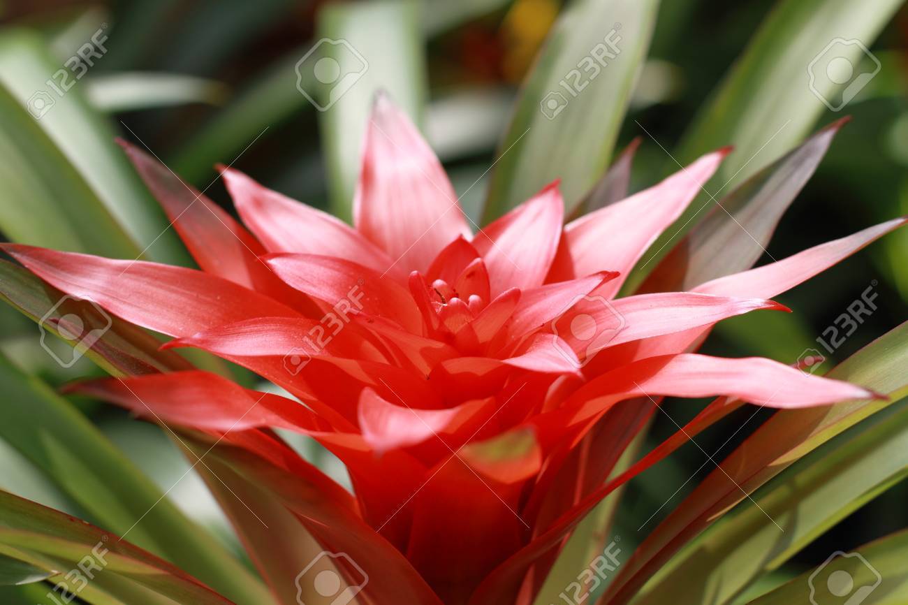 アナナスの花 の写真素材 画像素材 Image アナナスの花 の写真素材 画像素材 Image