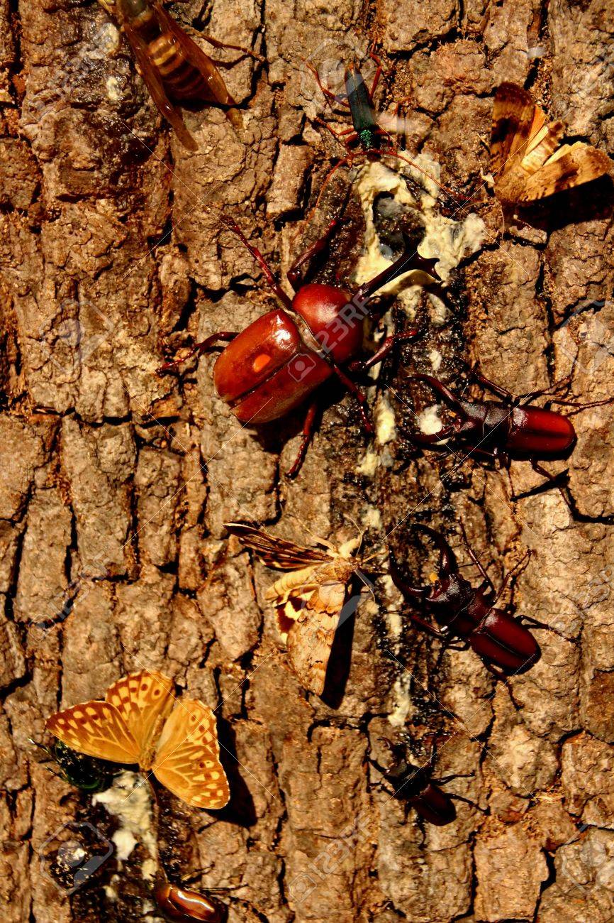 etiam-dictum-ipsum-a-felis