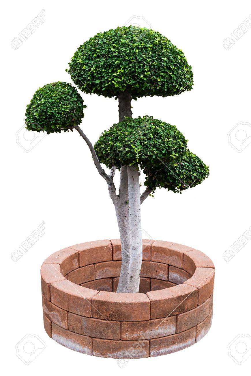 Ebony Bonsai Tree On The Bricks Around Isolated On A White Background Stock Photo, Picture And Royalty Free Image. Image 19091503. Ebony Bonsai Tree On The Bricks Around Isolated On A White Background Stock Photo, Picture And Royalty Free Image. Image 19091503.