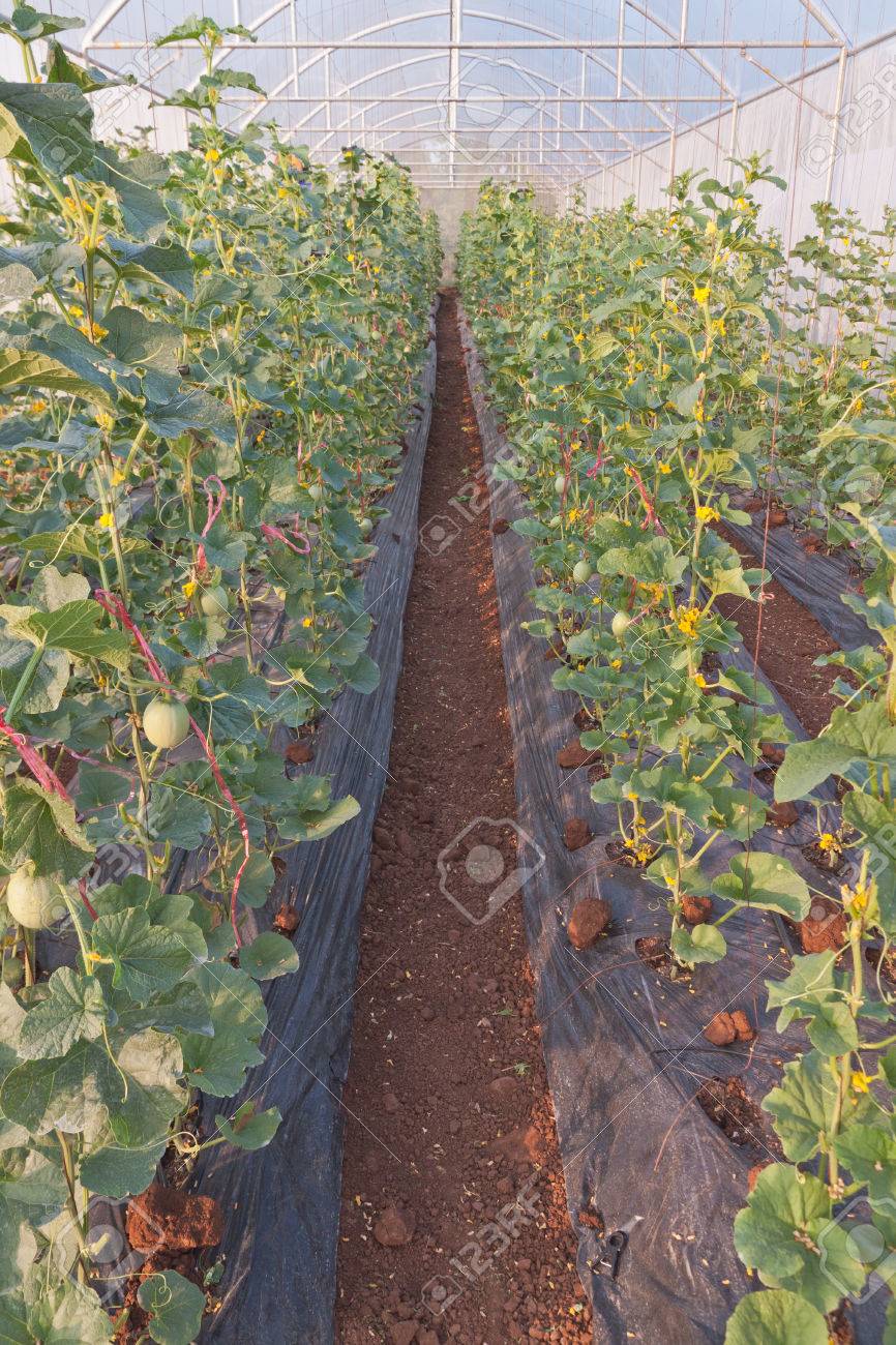 Cultivating Of Japanese Melon Plants In A Greenhouse Orchard Stock Photo Picture And Royalty Free Image Image 51864093
