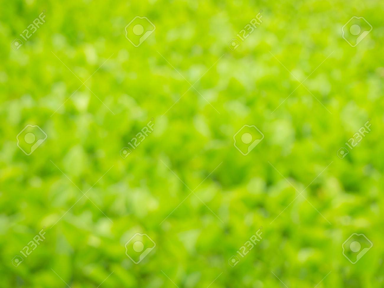 植物の緑の野原の背景ぼかし の写真素材 画像素材 Image