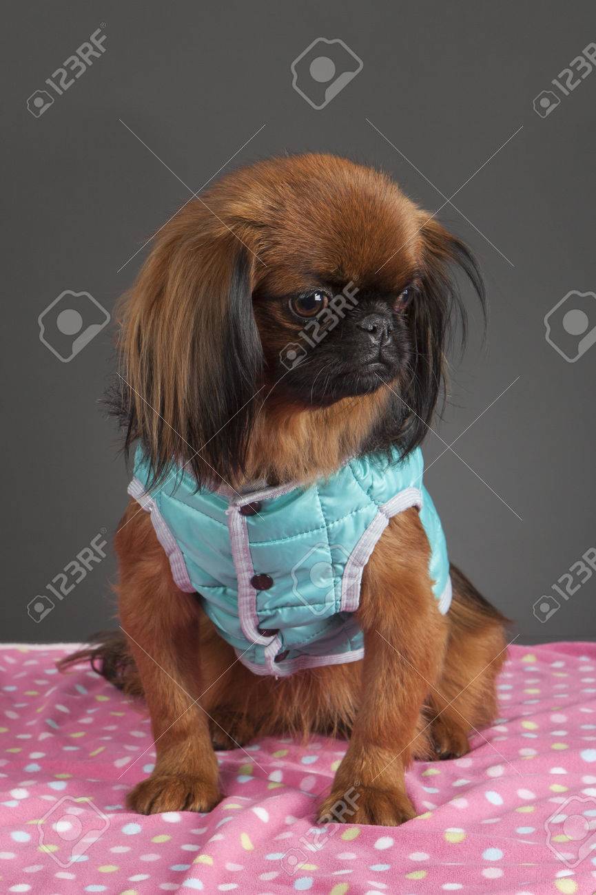 pekingese blanket