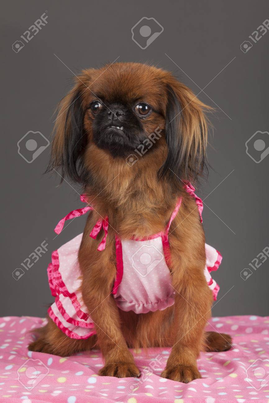 pekingese blanket