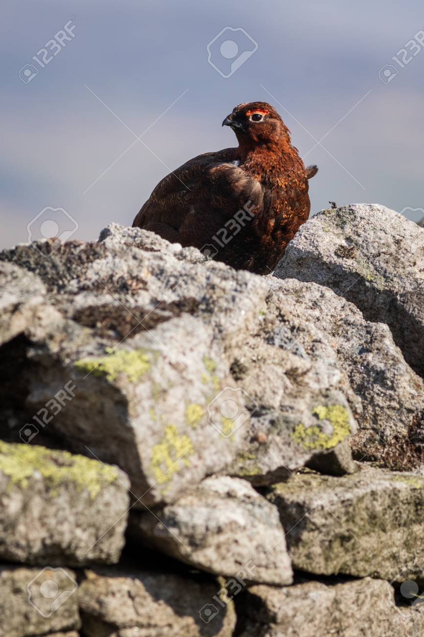 Red Grouse Lagopus Lagopus In The Yorkshire Dales Uk