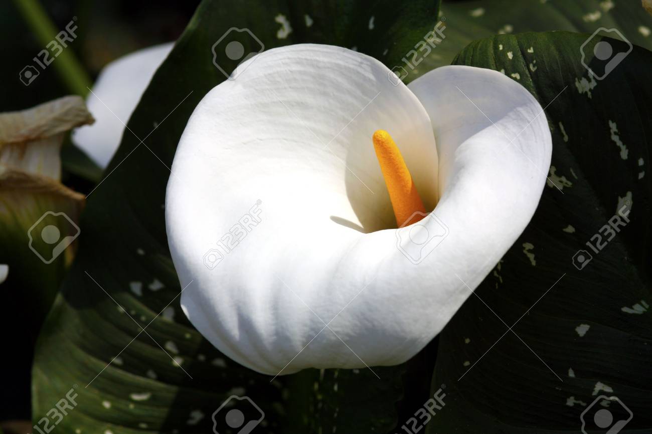 etiam-dictum-ipsum-a-felis