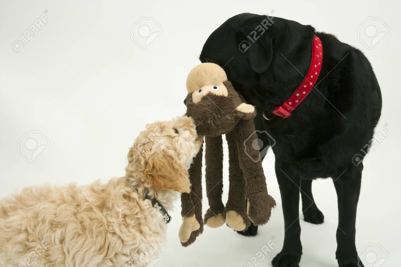 black and white cockapoo stuffed animal