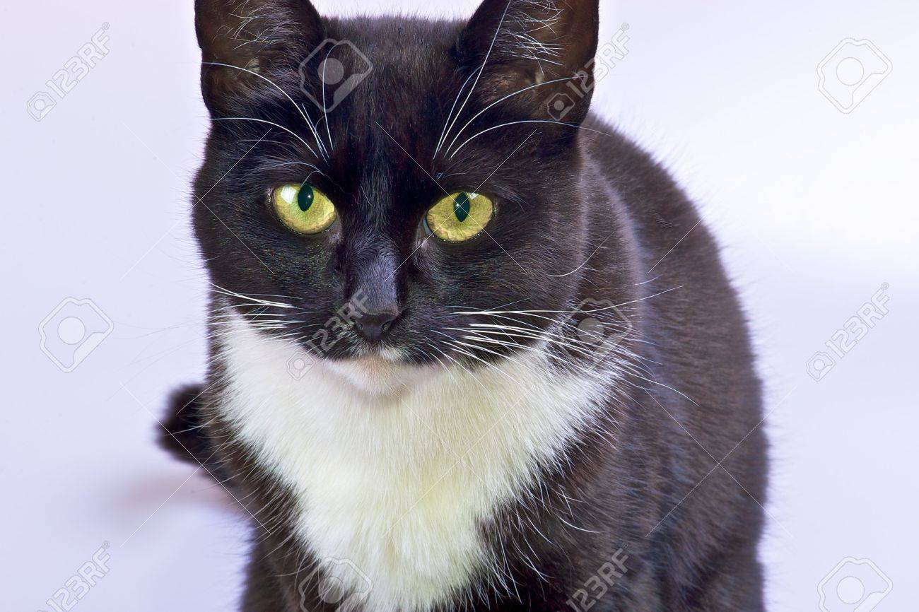 Close Up Of Pretty Black And White Cat With Yellow Green Eyes