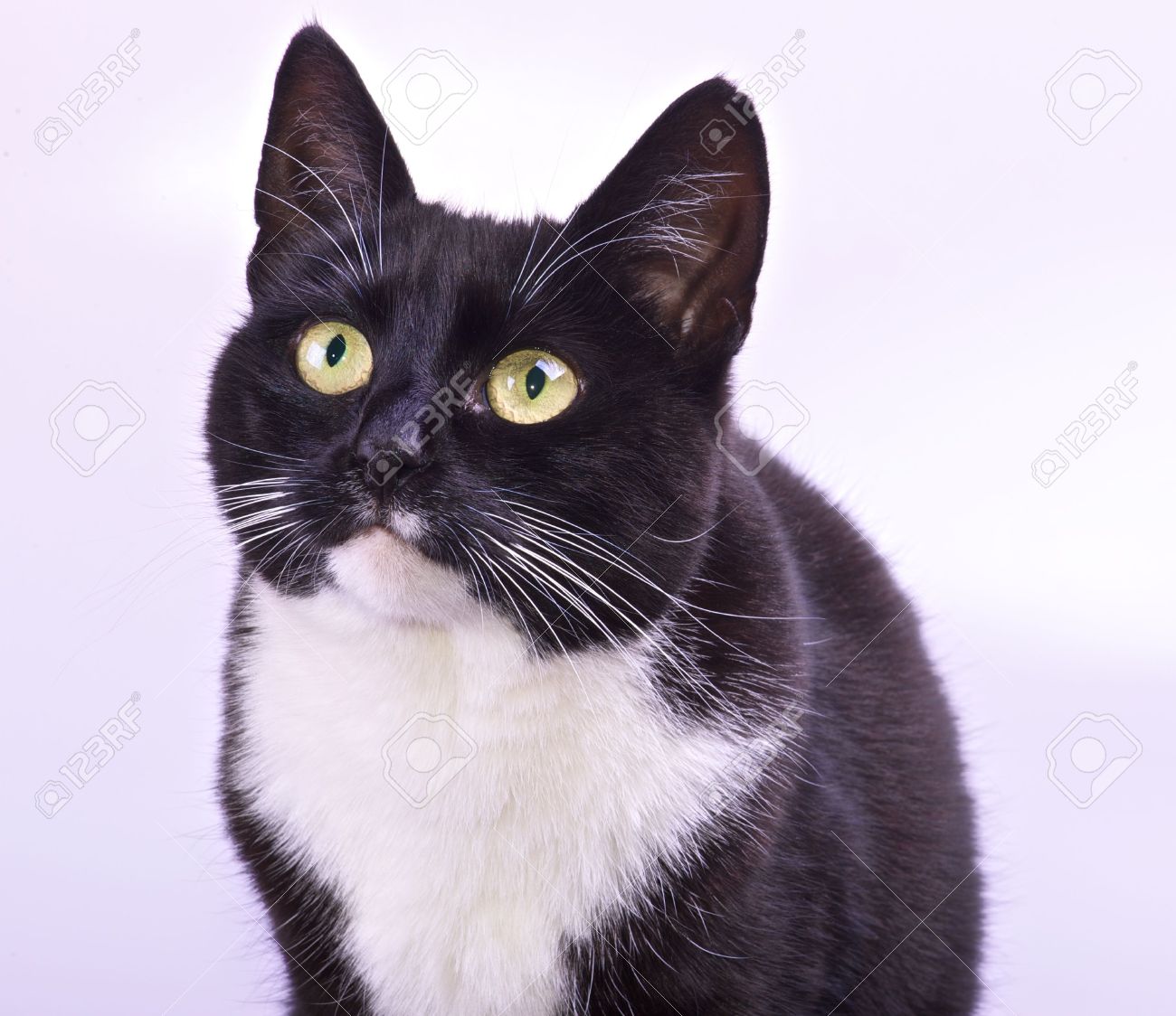 Close Up Of Pretty Black And White Cat With Yellow Green Eyes