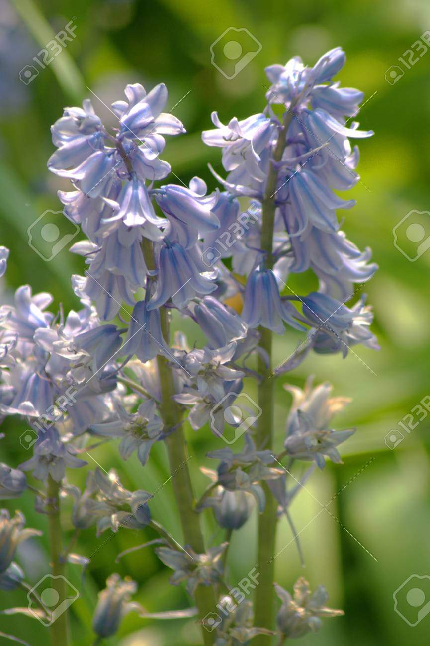 私の隣人の庭にイングリッシュ ブルーベル の写真素材 画像素材 Image