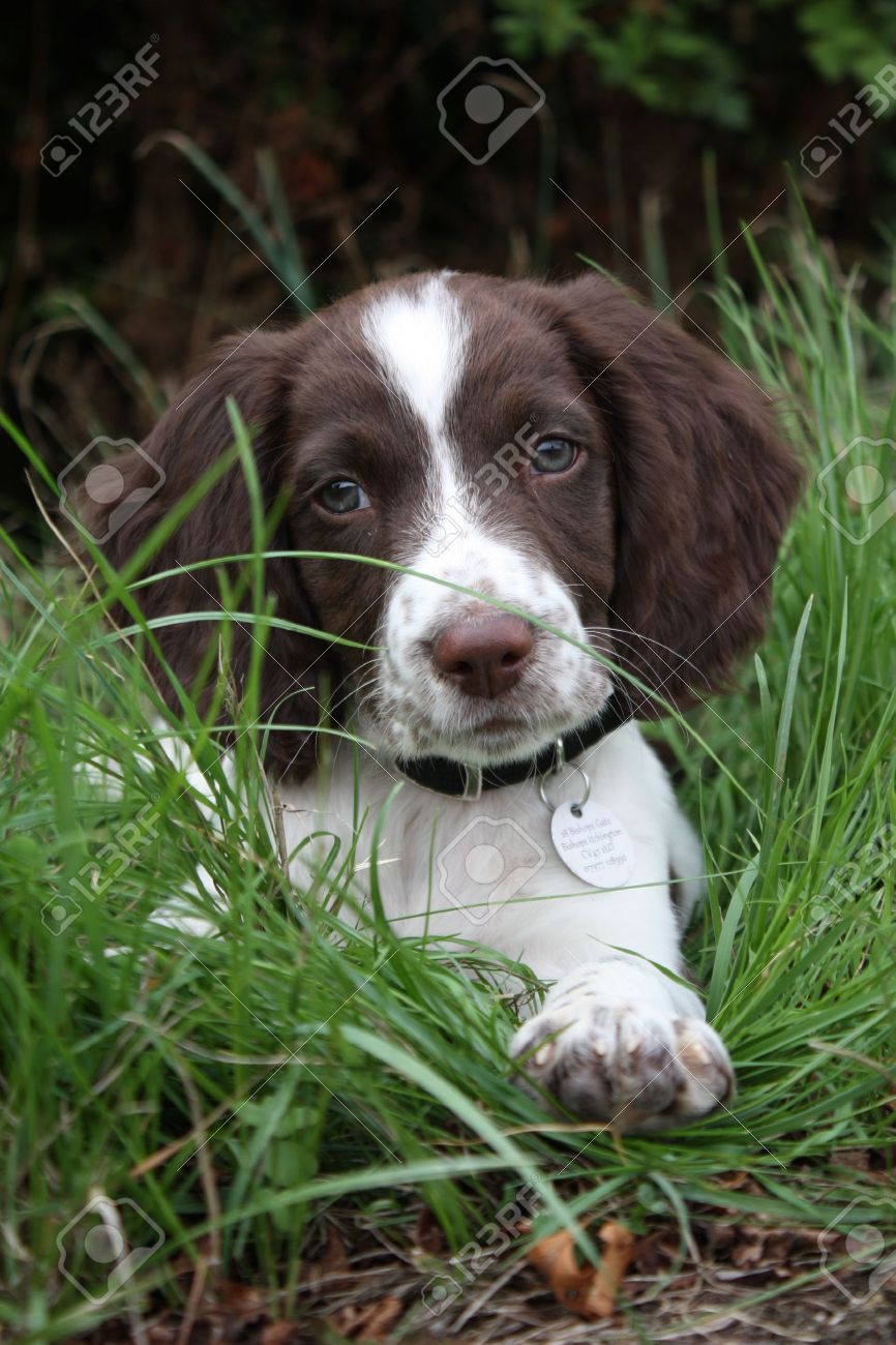working springer spaniel puppies