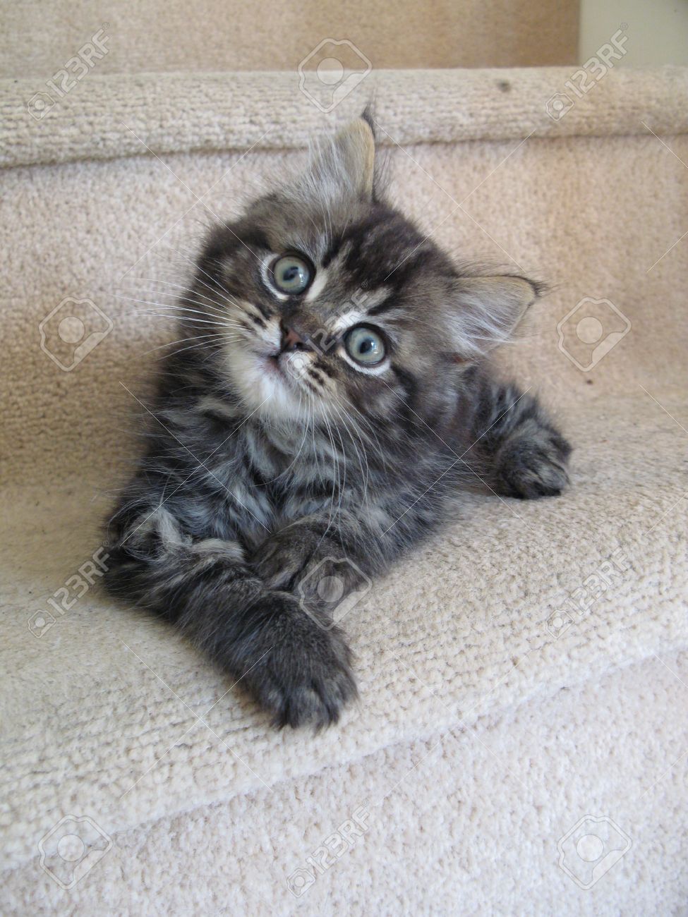 Cute Long Haired Tabby Kitten Stock 