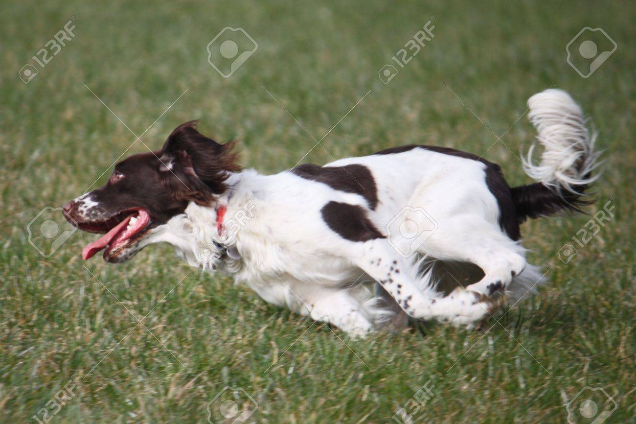 springer spaniel running
