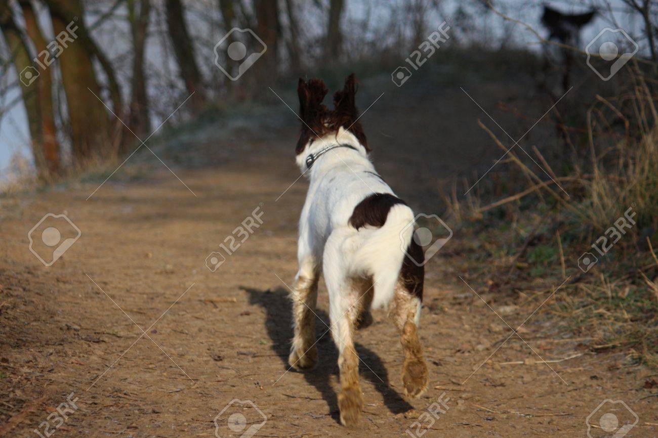 springer spaniel running