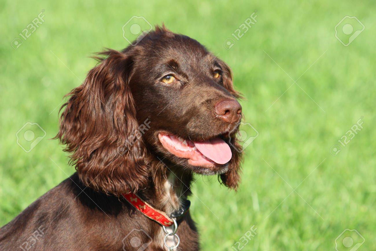 chocolate spaniel