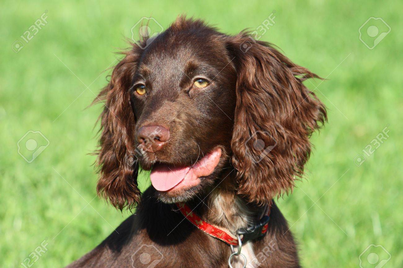 chocolate spaniel