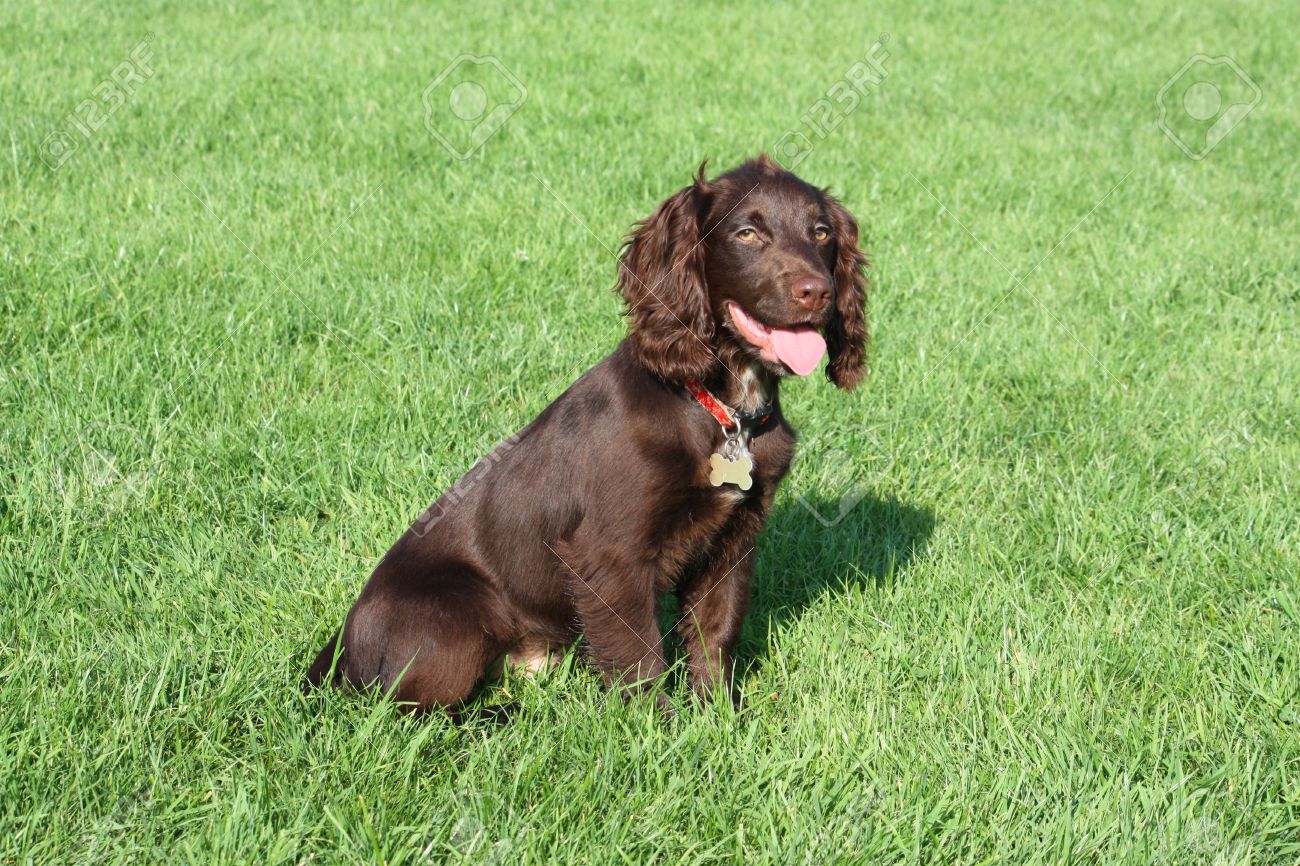 small cocker spaniel