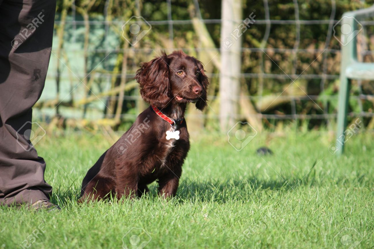 small cocker spaniel