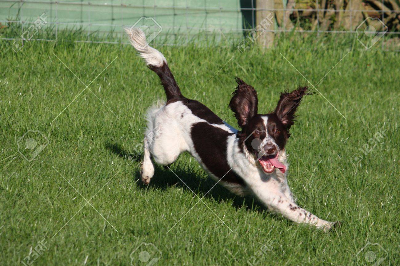 english springer spaniel agility