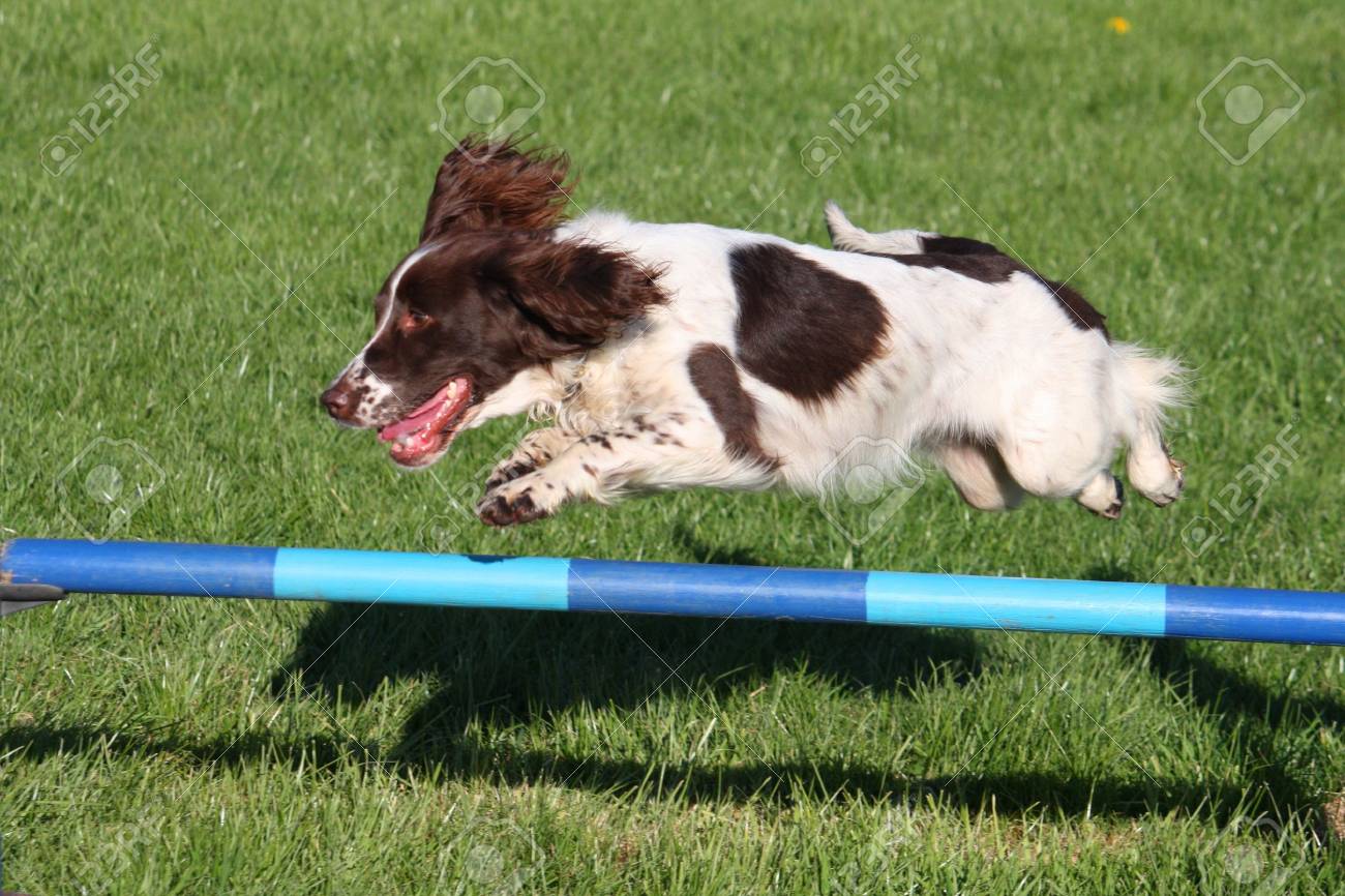 english springer spaniel agility
