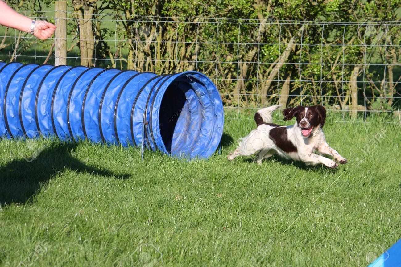 english springer spaniel agility