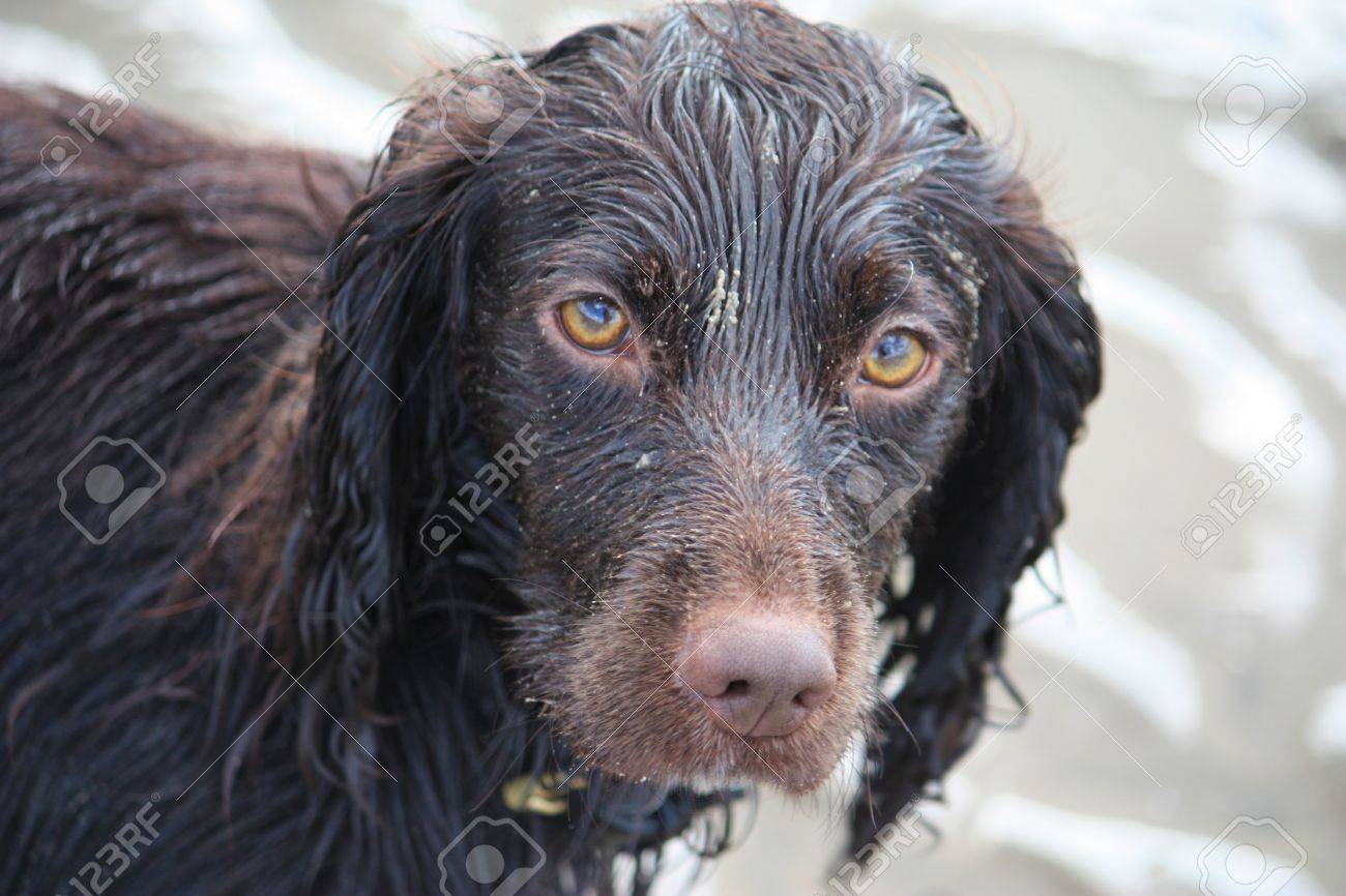 chocolate working cocker spaniel