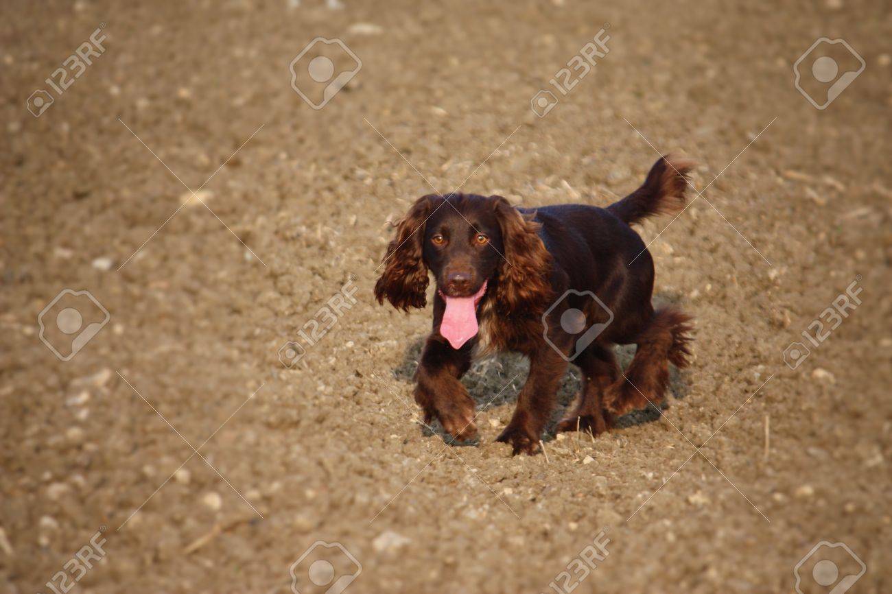 chocolate working cocker