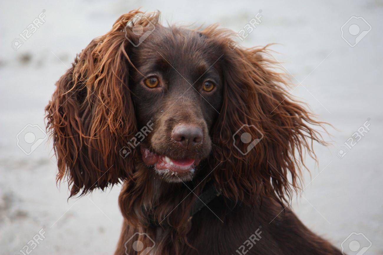 pet waste bag holder