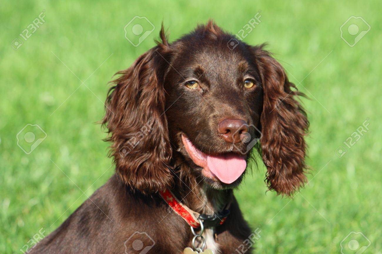 brown working type cocker spaniel pet gundog stock photo picture