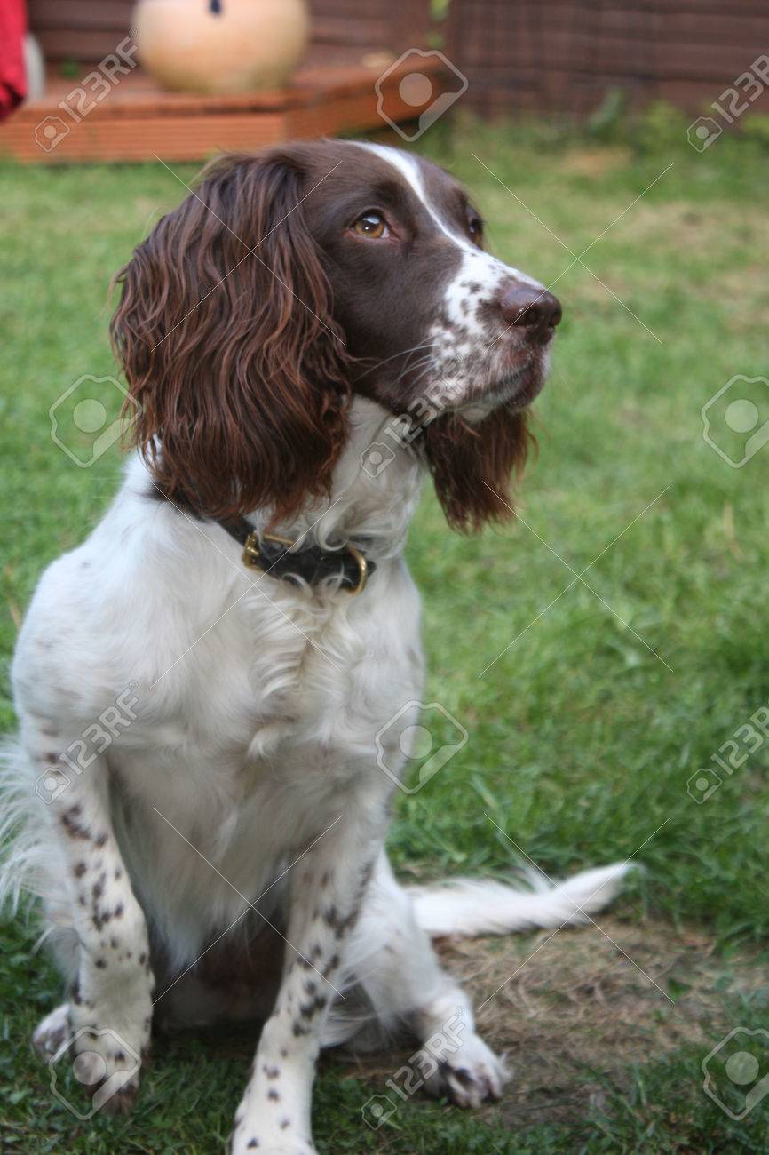 pet carrier 17x11x9 5