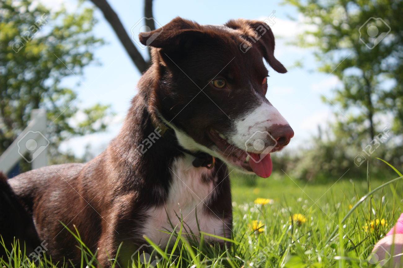 slick coat border collie