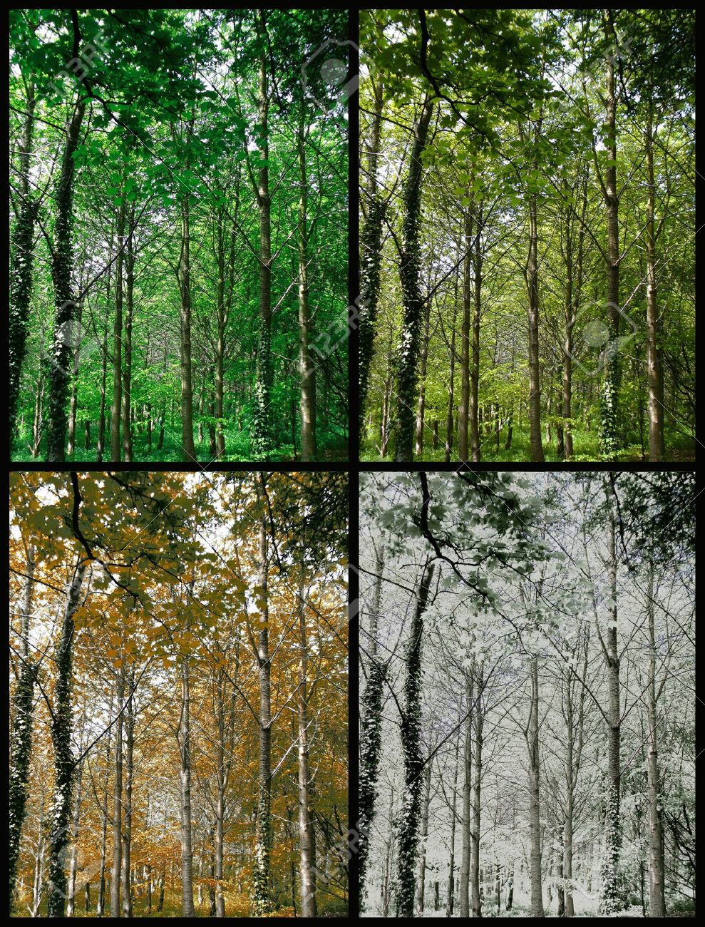 Four Seasons of a Forest