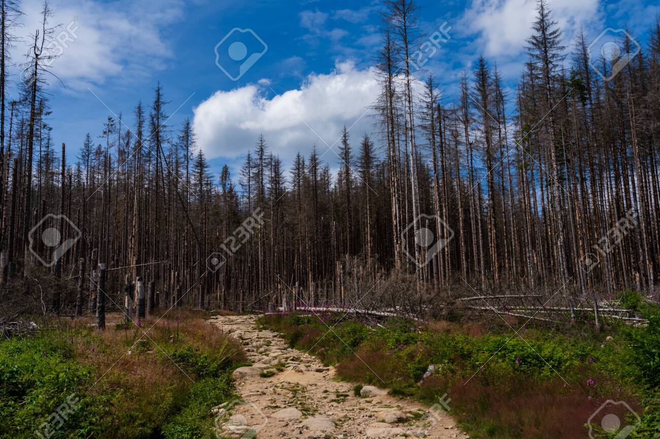 枯れ木の森を抜ける道。ハルツ国立公園、ザクセンアンハルト州、ドイツ