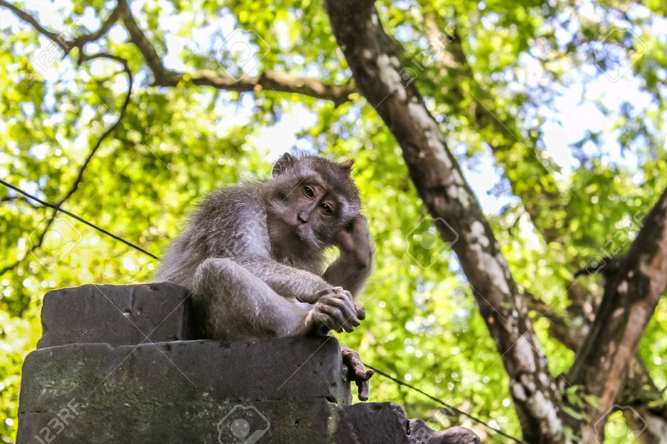 97701931-thinking-monkey-sitting-on-the-
