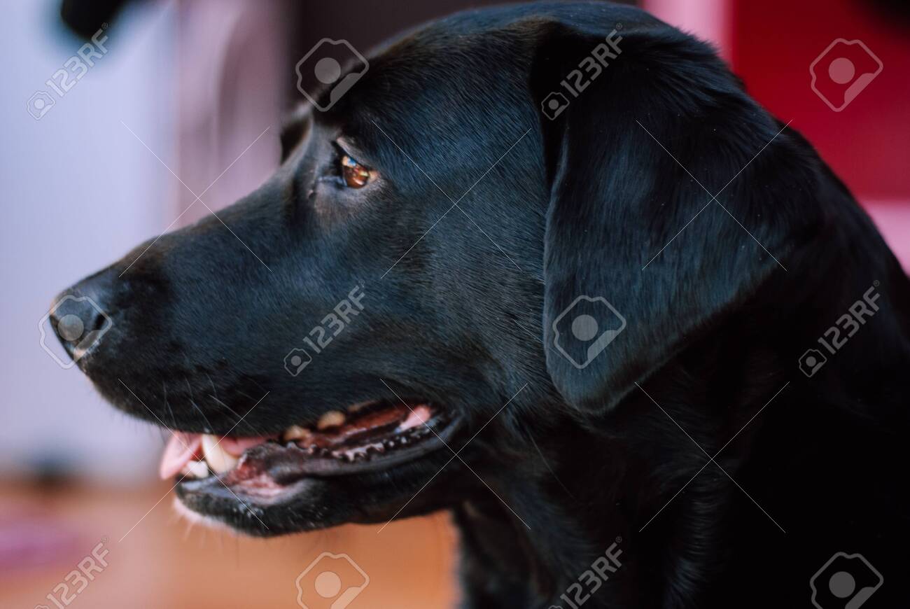 black lab cross