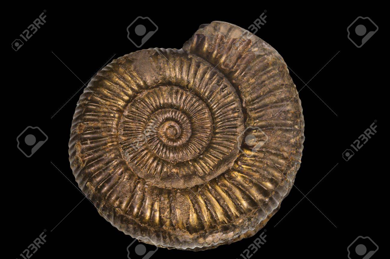 ウィットビー ヨークシャー イギリスから Pyretised アンモナイト化石 の写真素材 画像素材 Image