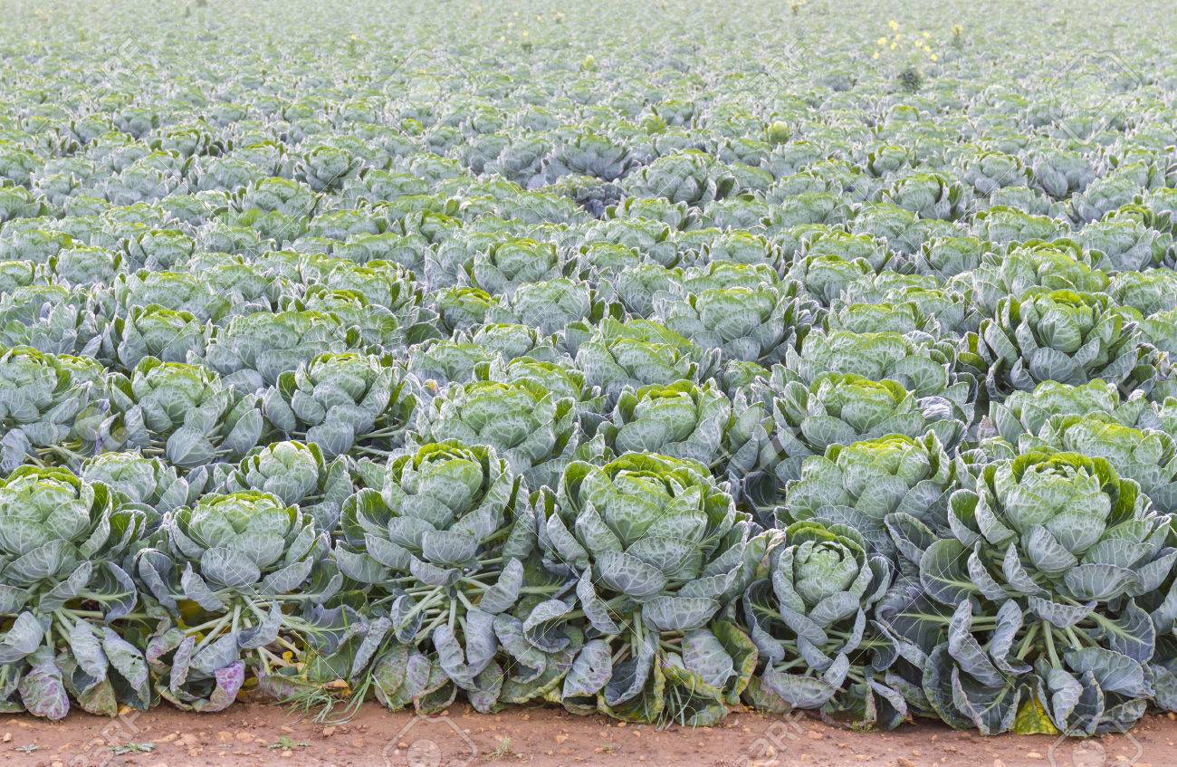 Champ De Choux De Bruxelles Plantes Brassica Oleracea Debut