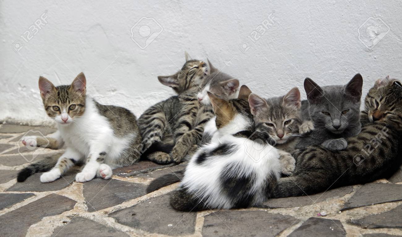 etiam-dictum-ipsum-a-felis