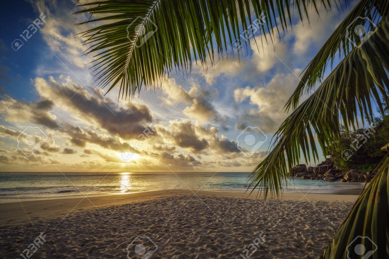 Coucher De Soleil Dore A Travers Une Feuille De Palmier Sur La Plage Paradisiaque Sur Les Seychelles Banque D Images Et Photos Libres De Droits Image