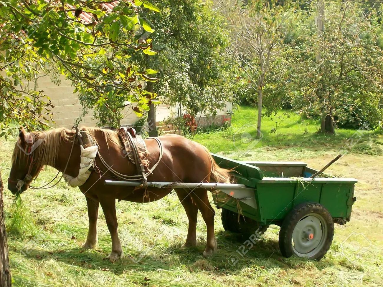 Caballo Tirando De Un Carro En Un Campo Para La Recolección De Hierbas  Fotos, retratos, imágenes y fotografía de archivo libres de derecho. Image  71437275