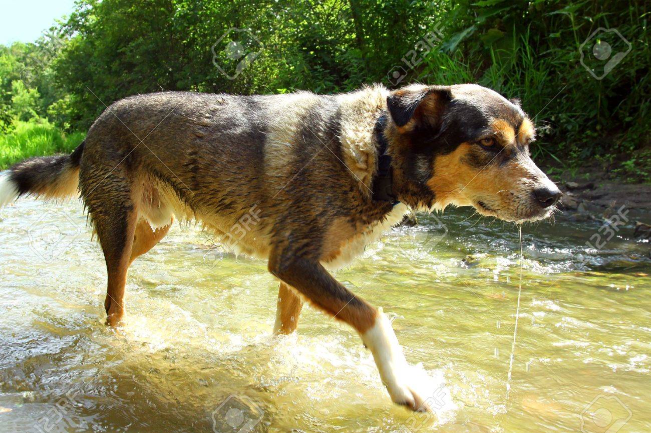 a largegerman shepherd mix dog is walking through the water in