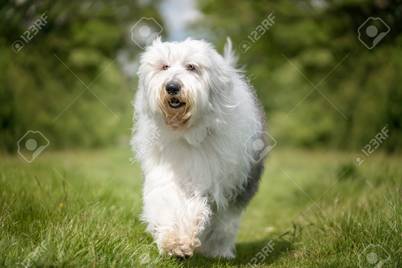 Viejo Pastor Ingles Cachorro  English dogs, Old english sheepdog