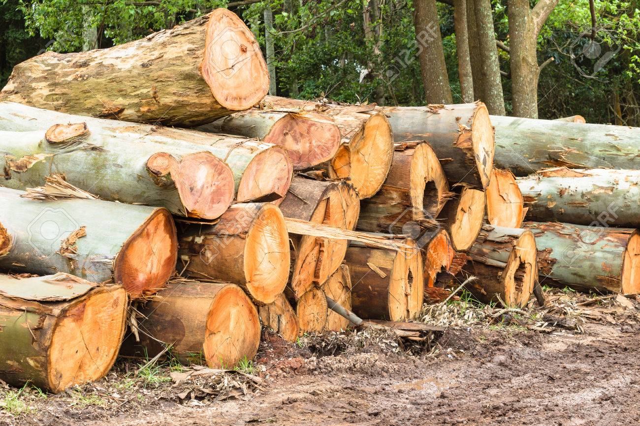Large Gum Trees Logs Cut Down And Stacked For Transport Stock Photo,  Picture and Royalty Free Image. Image 34185812., image size:1300x866