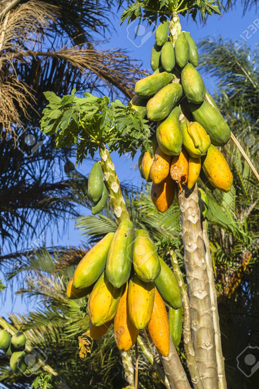 Papaya Baume Fruchte Reif Fur Die Ernte Lizenzfreie Fotos Bilder Und Stock Fotografie Image 45590163